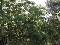 nte Rinatu-20110615 016